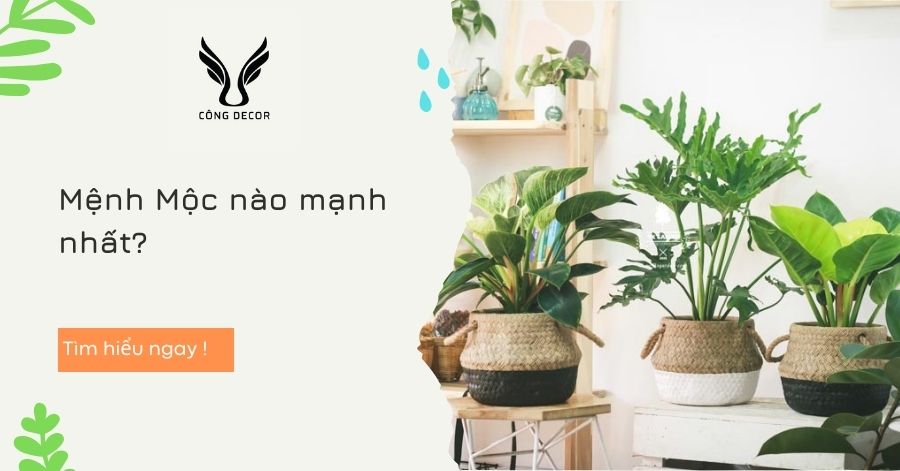 Mệnh Mộc nào mạnh nhất?